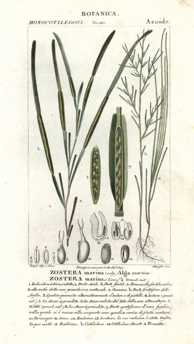 Eelgrass veya deniz enkazı, Zostera marina by Stanghi Stanghi