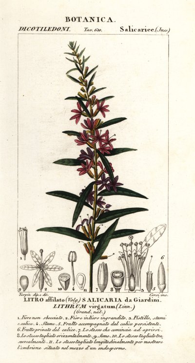 Avrupa değnek gevşekliği, Lythrum virgatum by Stanghi Stanghi