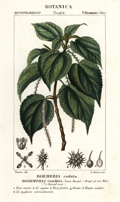 Yalancı ısırgan otu, Boehmeria caudata by Stanghi Stanghi