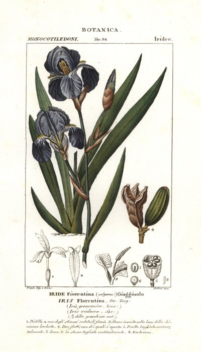 Floransalı iris, Iris germanica var florentina by Stanghi Stanghi