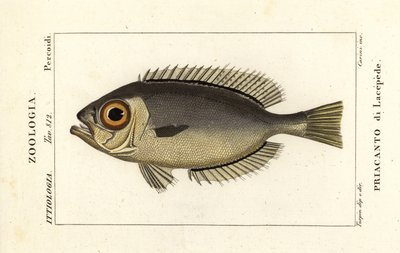 Glasseye iri gözlü, Heteropriacanthus cruentatus by Stanghi Stanghi