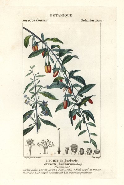 Goji berry, Lycium barbarum by Stanghi Stanghi