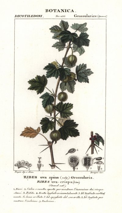 Bektaşi üzümü, kaburga gibi genç-gevrek by Stanghi Stanghi