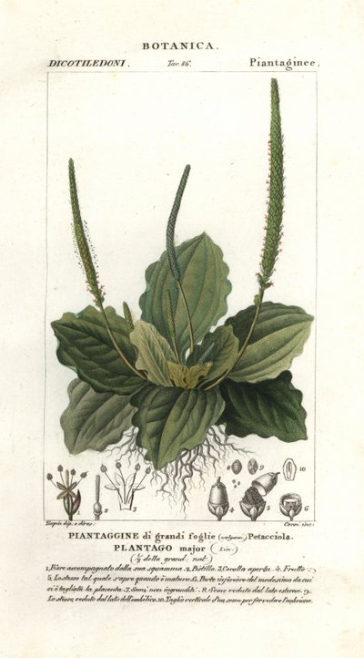 Büyük muz, Plantago majör by Stanghi Stanghi