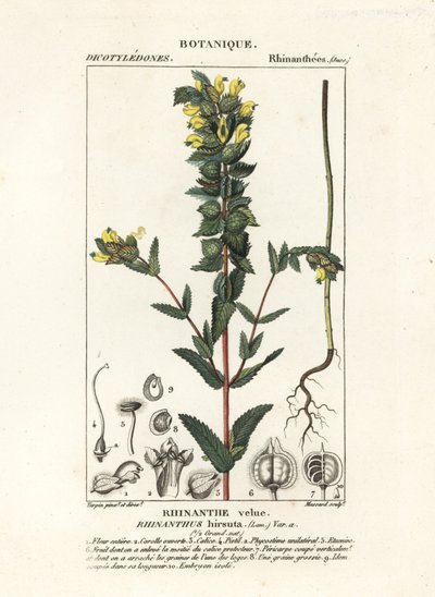 Büyük sarı çıngırak, Rhinanthus alectorolophus by Stanghi Stanghi