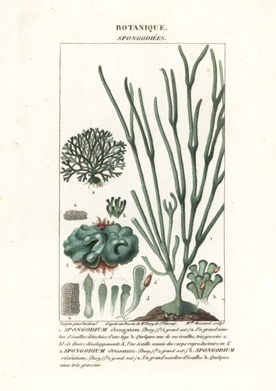 Yeşil alg Spongodium türleri by Stanghi Stanghi
