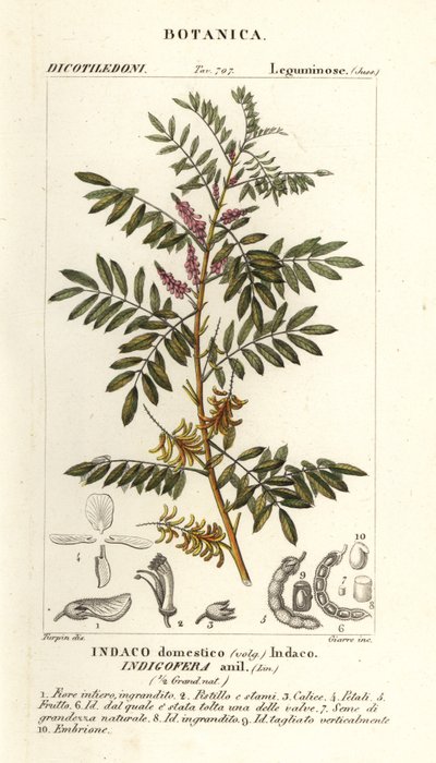 Guatemala indigo, Indigofera suffruticosa by Stanghi Stanghi