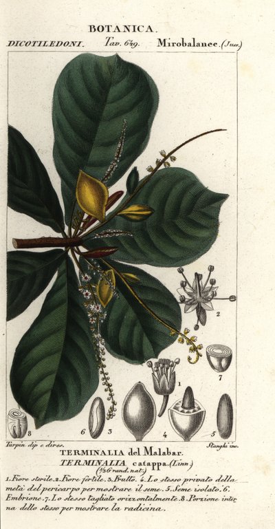Hint bademi, Terminalia catappa by Stanghi Stanghi