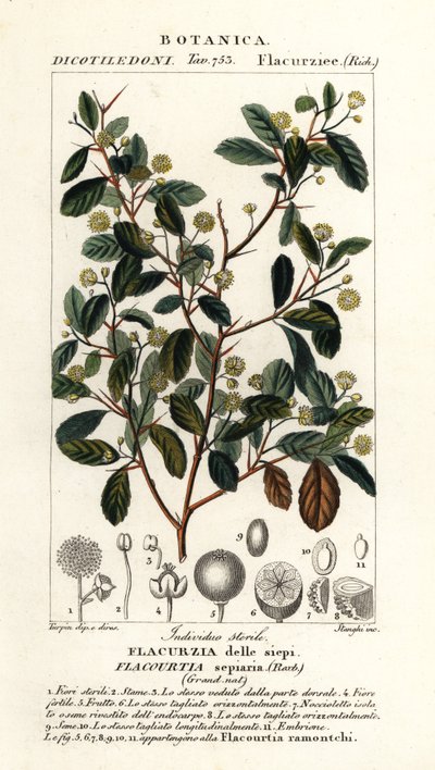 Hint eriği, Flacourtia indica by Stanghi Stanghi