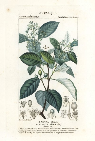 Hint sandal ağacı, Santalum albümü, savunmasız by Stanghi Stanghi