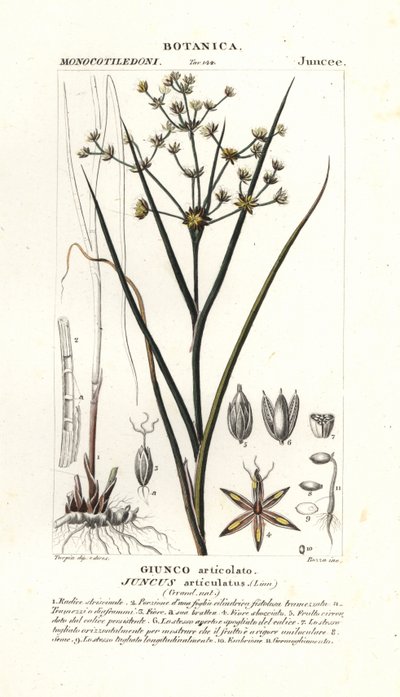 Eklemli acele, Juncus articulatus by Stanghi Stanghi