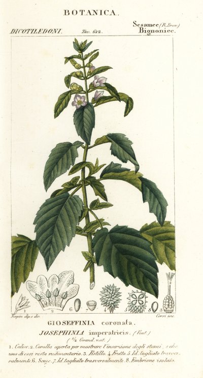 Josephinia by Stanghi Stanghi