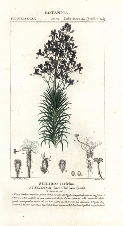 Karaçam yaprağı veya ağaç tetik bitkisi, Stylidium laricifolium by Stanghi Stanghi