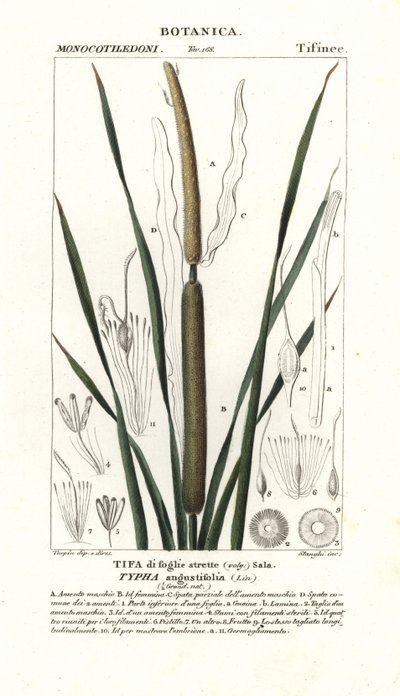 Küçük saz, Typha angustifolia by Stanghi Stanghi