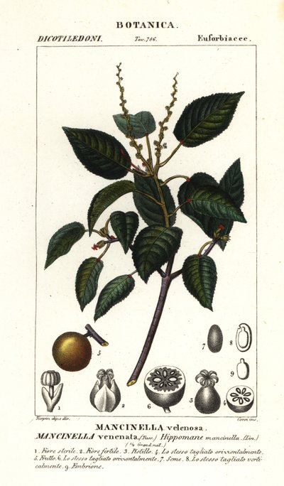 Manchineel veya plaj elma ağacı, Hippomane mancinella by Stanghi Stanghi