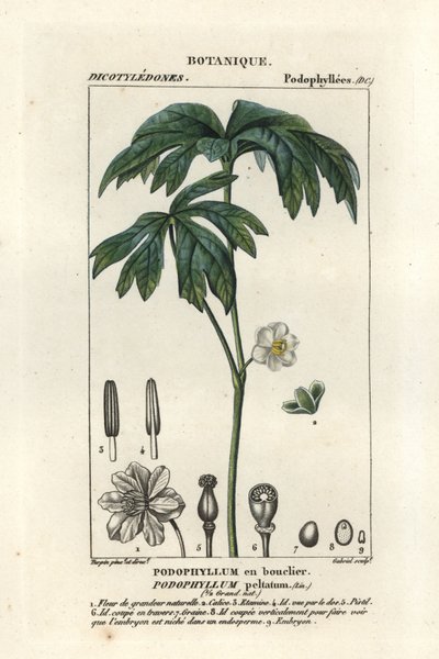 Mayapple, Podophyllum peltatum by Stanghi Stanghi