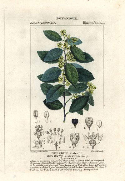 Akdeniz cehri, Rhamnus alaternus by Stanghi Stanghi
