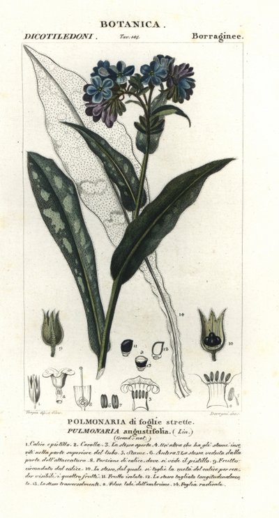 Dar yapraklı akciğer otu, Pulmonaria angustifolia by Stanghi Stanghi