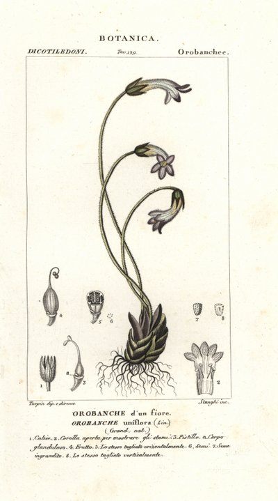 Tek çiçekli süpürge otu, Orobanche uniflora by Stanghi Stanghi