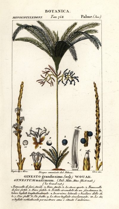 Palmiye ağacı, Geonoma maxima by Stanghi Stanghi