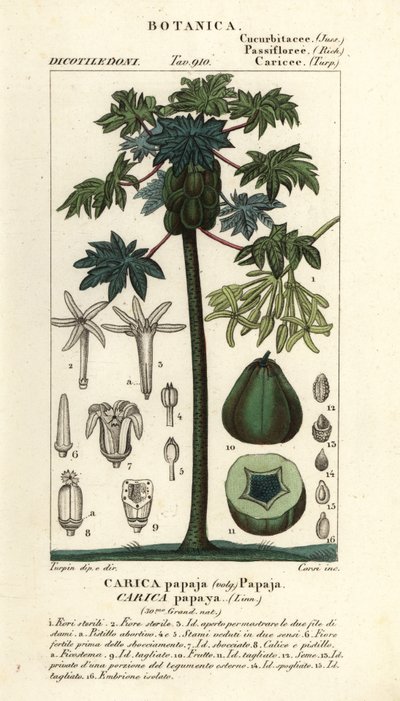 Papaya, papaw veya pawpaw ağacı ve meyvesi, Carica papaya by Stanghi Stanghi