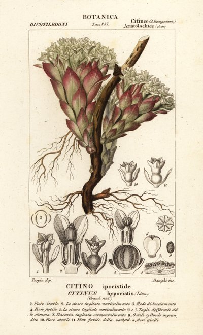 Parazit bitki, Cytinus hypocistis by Stanghi Stanghi