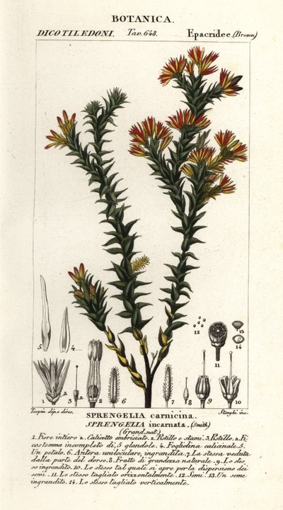 Pembe bataklık fundalığı, Sprengelia incarnata by Stanghi Stanghi