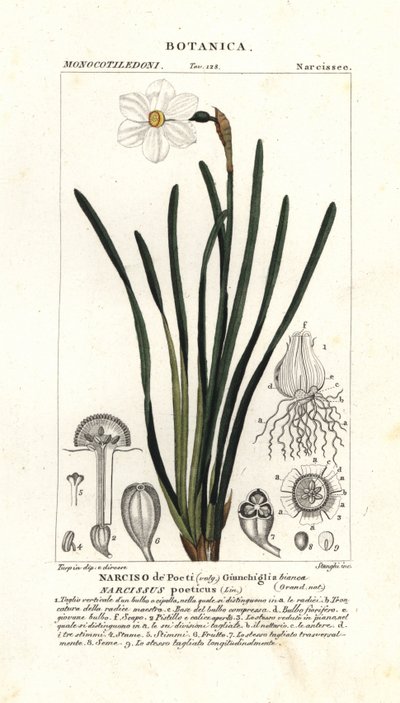 Şairin nergisi, Narcissus poeticus by Stanghi Stanghi