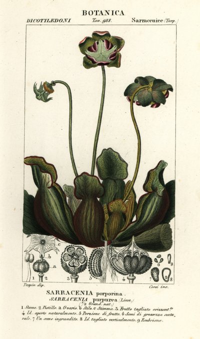 Mor sürahi bitkisi, Sarracenia purpurea by Stanghi Stanghi