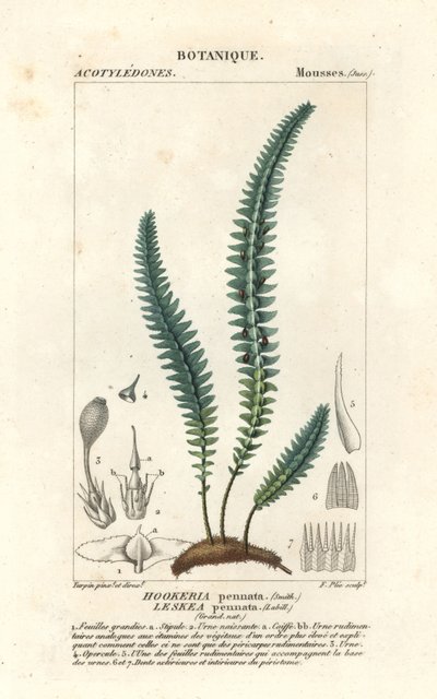 Tüy yosunu veya sahte eğrelti otu yosunu, Cyathophorum bulbosum by Stanghi Stanghi