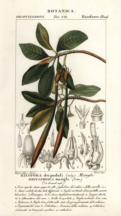 Kırmızı mangrov, Rhozophora mangle by Stanghi Stanghi