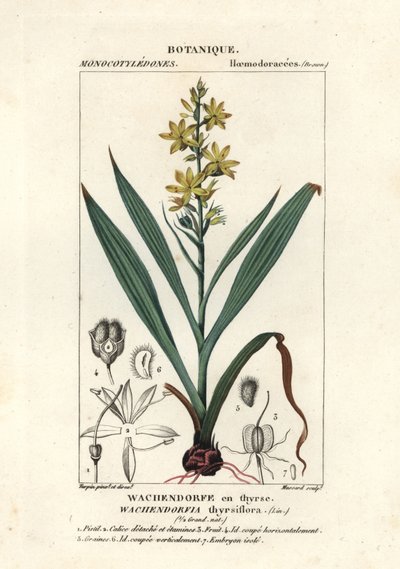 Kırmızı kök, Wachendorfia thyrsiflora by Stanghi Stanghi