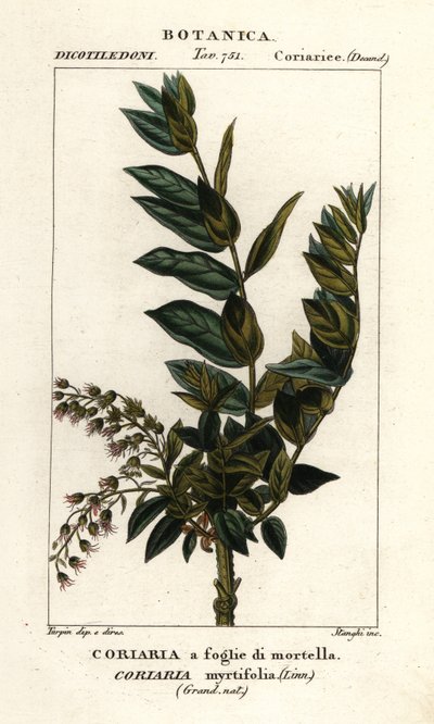 Redoul ağacı, Coriaria myrtifolia by Stanghi Stanghi