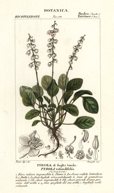 Yuvarlak yapraklı kış yeşili, Pyrola rotundifolia by Stanghi Stanghi