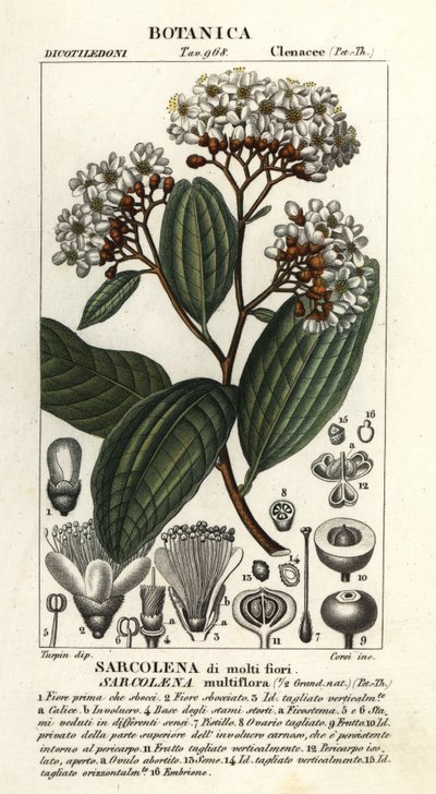 Sarcolaena multiflorası by Stanghi Stanghi