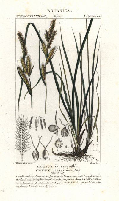 Saz otu, Carex caespitosa by Stanghi Stanghi