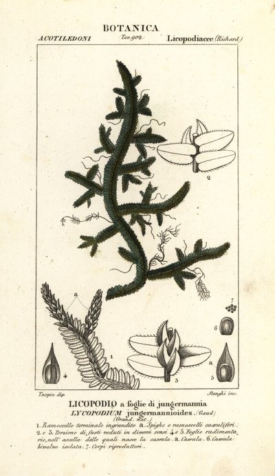 Selaginella genç mannioides eğreltiotu by Stanghi Stanghi