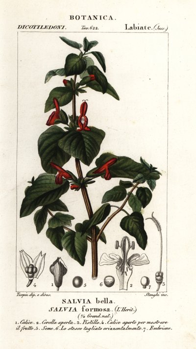 Parlayan yapraklı adaçayı, Salvia formosa by Stanghi Stanghi