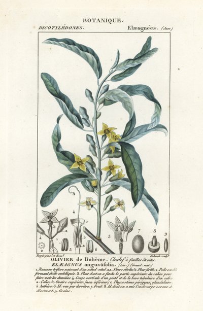 Gümüş dut veya zeytin ağacı, Elaeagnus angustifolia by Stanghi Stanghi