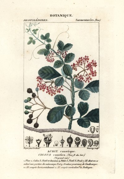 Kaşık yapraklı ağaç binesi, Cissus obovata by Stanghi Stanghi