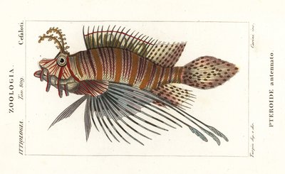 Spotfin aslan balığı, Pterois antenta by Stanghi Stanghi