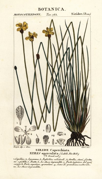 Uzun sarı göz, Xyris operculata by Stanghi Stanghi