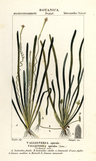 Bant otu veya yılan balığı otu, Vallisneria spiralis by Stanghi Stanghi