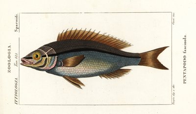 İplik yüzgeçli çipura, Pentapodus fasciuola by Stanghi Stanghi