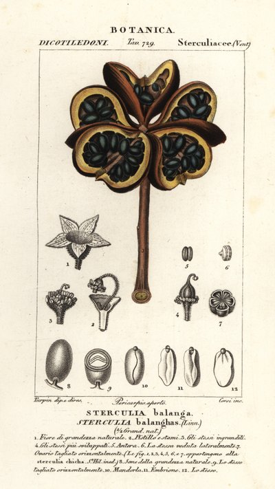 Tropikal kestane veya fasulye ağacı, Sterculia garland by Stanghi Stanghi