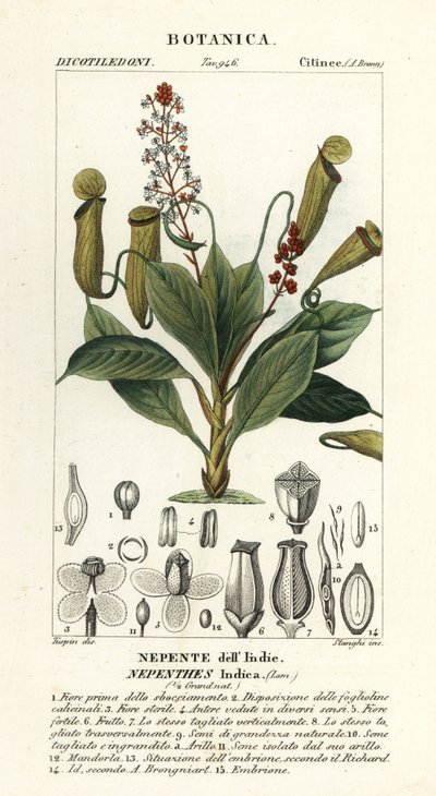 Tropikal sürahi bitkisi, Nepenthes distilatuvarı by Stanghi Stanghi