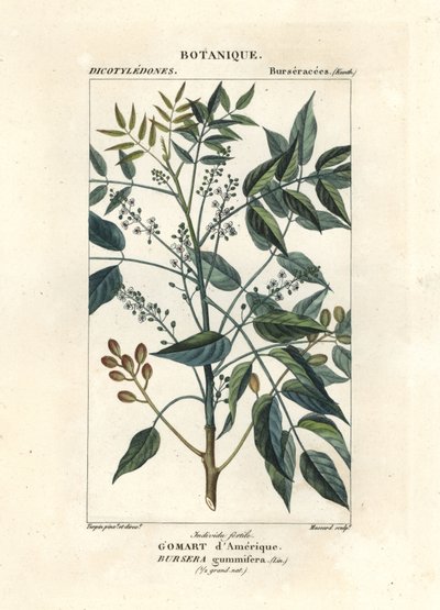 Terebentin ağacı, Bursara simaruba by Stanghi Stanghi