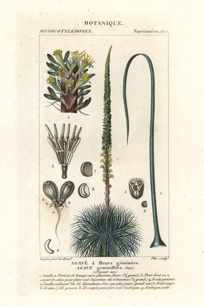 İkiz çiçekli agav, Agave geminiflora by Stanghi Stanghi