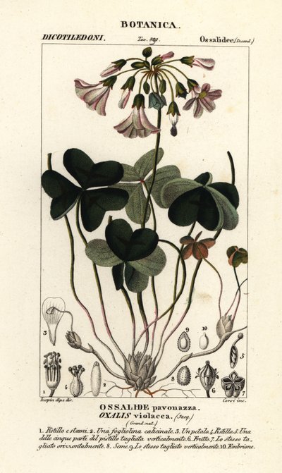 Menekşe odunsu kuzukulağı, Oxalis violacea by Stanghi Stanghi