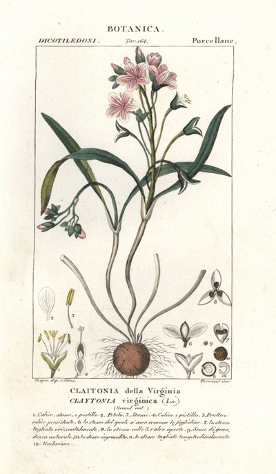 Virginia bahar güzeli, Claytonia virginica by Stanghi Stanghi
